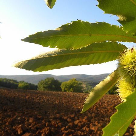 Agriristoro Podere S. Andrea Massa Marittima Exteriör bild