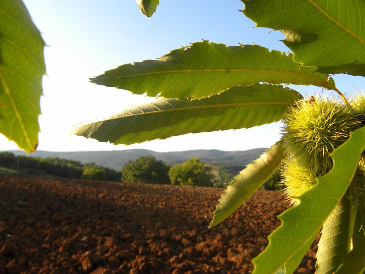 Agriristoro Podere S. Andrea Massa Marittima Exteriör bild
