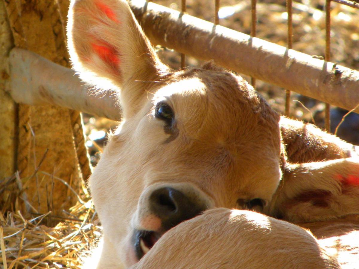 Agriristoro Podere S. Andrea Massa Marittima Exteriör bild