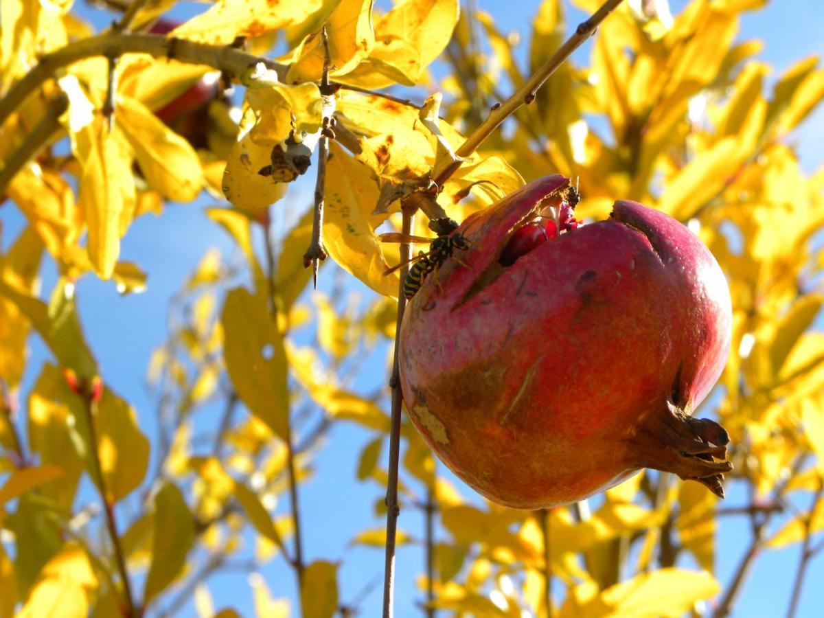 Agriristoro Podere S. Andrea Massa Marittima Exteriör bild